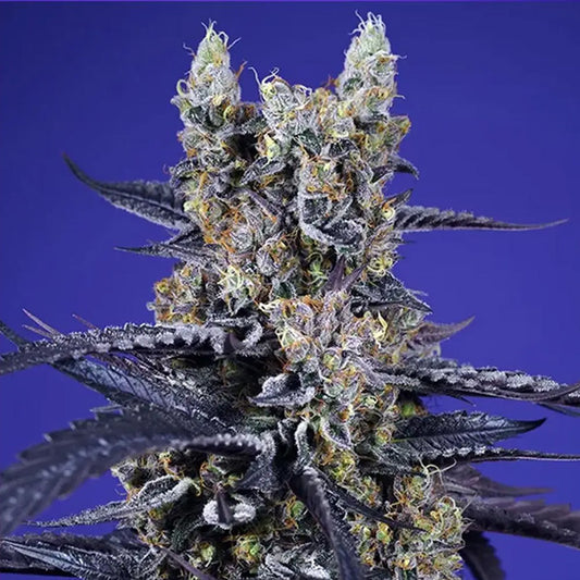 Auto Super Boof XL   3+1 u. fem. Sweet Seeds
