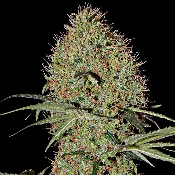 Auto Super Bud 5 semi fem. Green House