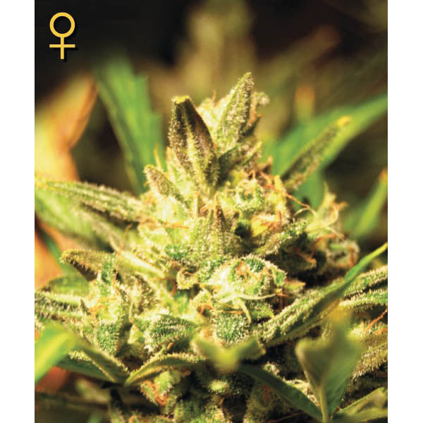 Auto Super Critical 10 pz. femm. Green House