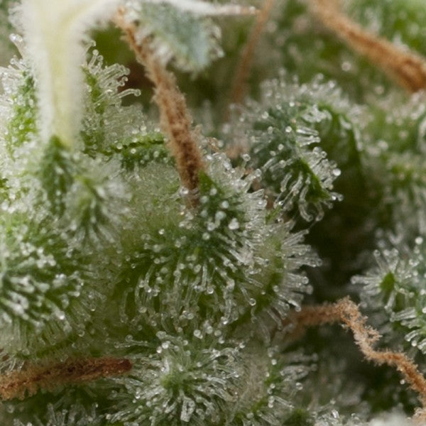 Auto Super Hash 5 u. fem. Pyramid Seeds