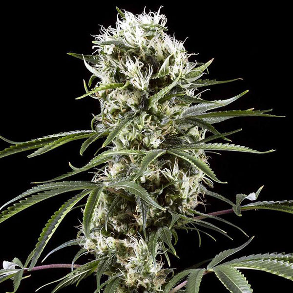 Auto Super Lemon Haze 1 pc. fem. Green House