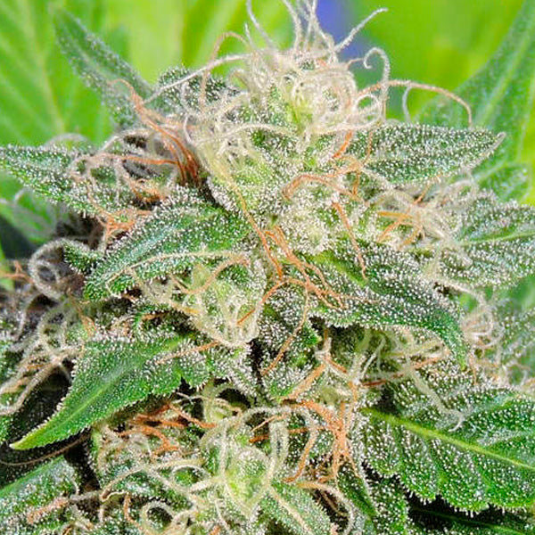 Auto Super Lemon Haze 1 pz. fem. Original Sensible