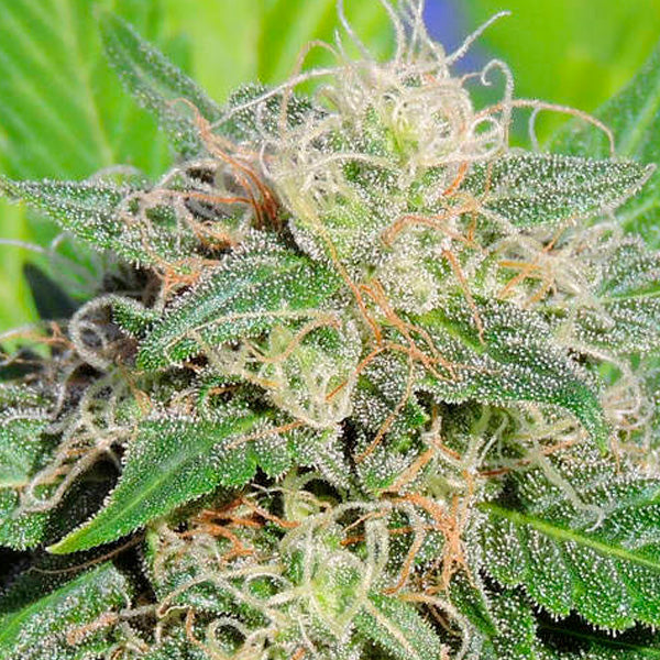 Auto Super Lemon Haze 3 pz. fem. Original Sensible