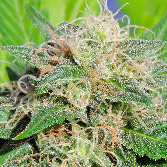 Auto Super Lemon Haze 5 pz. fem. Original Sensible
