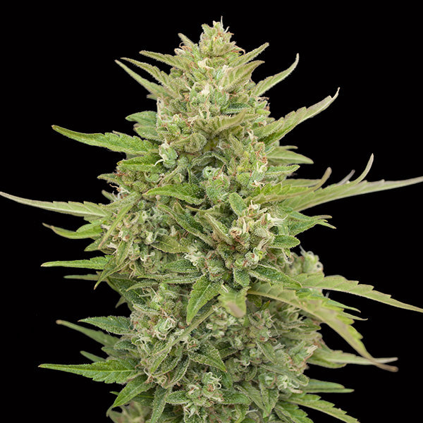 Auto Super Skunk 25 pz. fem. 00 Seeds