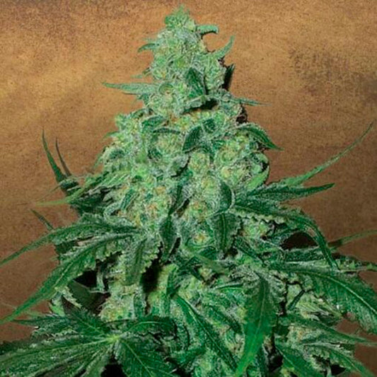 Auto Super Skunk  3 u. fem. Garden of Green Seeds