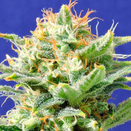 Auto Super Skunk 3 u. fem. Original Sensible