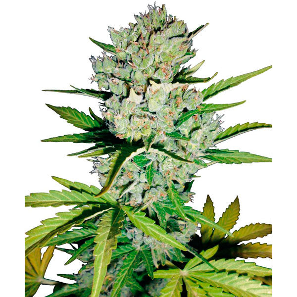 Auto Super Skunk 5 u. fem. Sensi Seeds