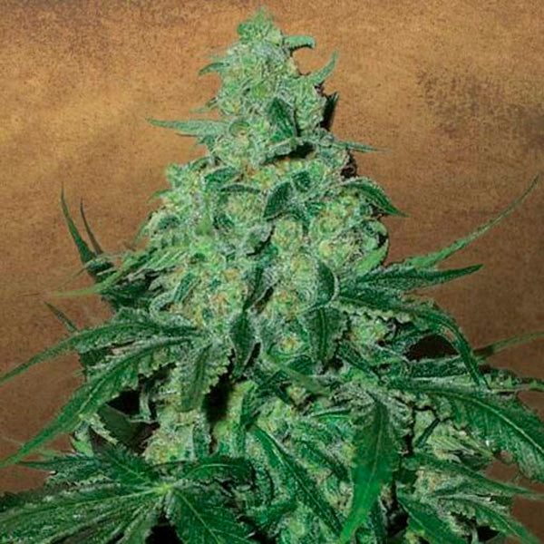 Auto Super Skunk 15 pcs. fem. Garden of Green Seeds
