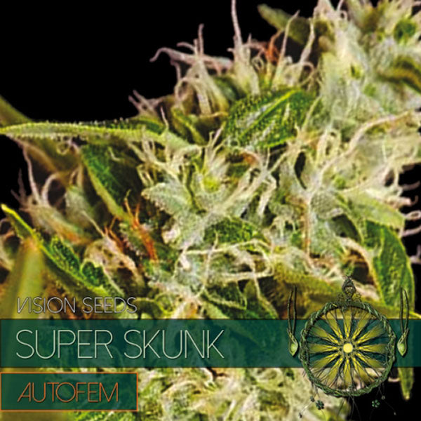 Auto Super Skunk 3+1 pz fem. Vision Seeds