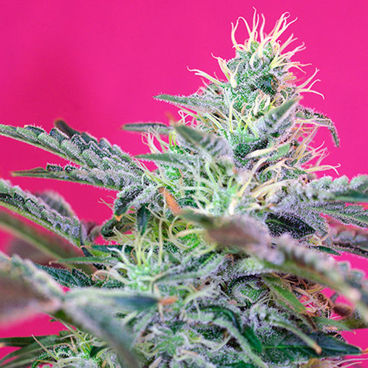 Auto Sweet Cheese 100 u. fem. Granel Profesionales Sweet Seeds