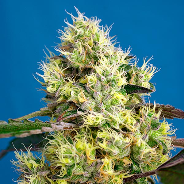 Auto Sweet Gelato 3+1 pcs. fem. Sweet Seeds