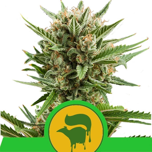 Auto Sweet Skunk 1 pz. fem. Royal Queen