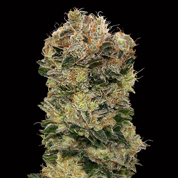Auto Sweet Somango 3 fem. seeds 00 Seeds