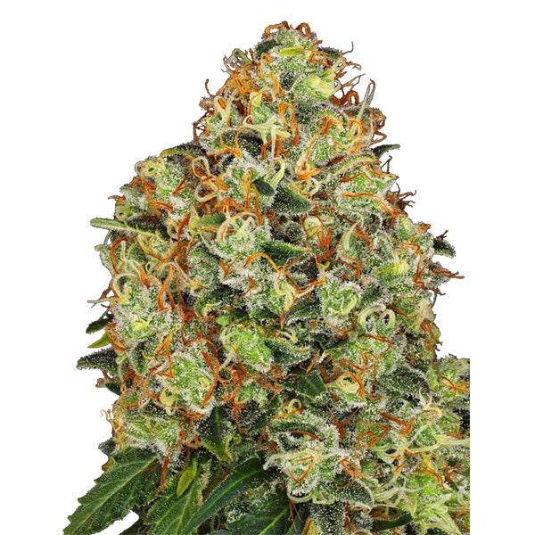 Auto Sweet Tangerine Tango  5 u. fem. White Label