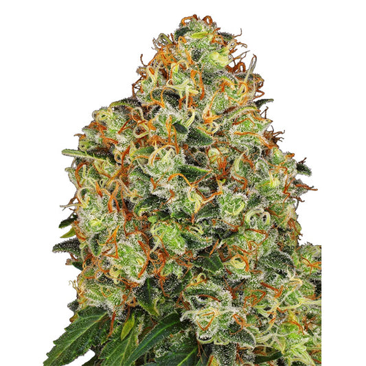 Auto Sweet Tangerine Tango 10 u. fem. White Label