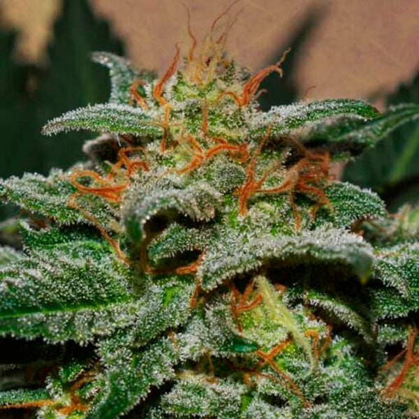 Auto Sweetberry Cough 15 pcs. fem. Garden of Green Seeds
