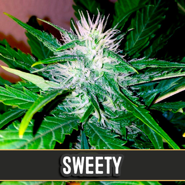 Auto Sweety 3 pc. fem. Blimburn Seeds