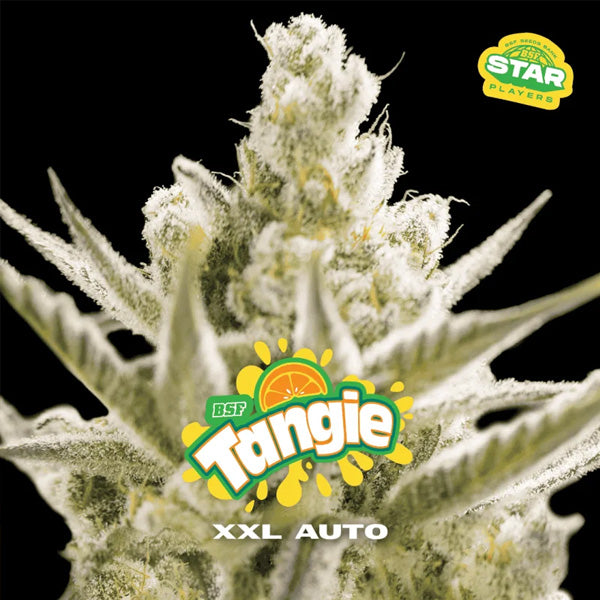 Auto Tangie XXL  2 u. fem BSF Seeds