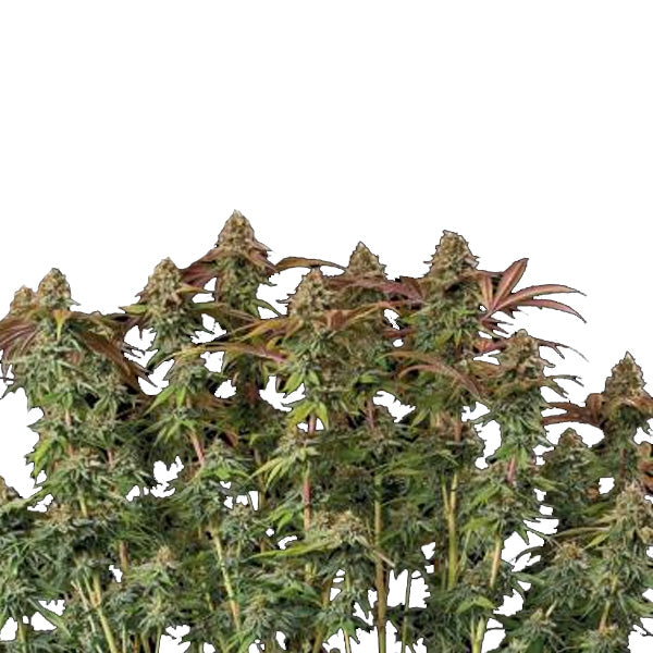 Auto Terp & Tonic fem. 5 pc. Seedstockers Superior