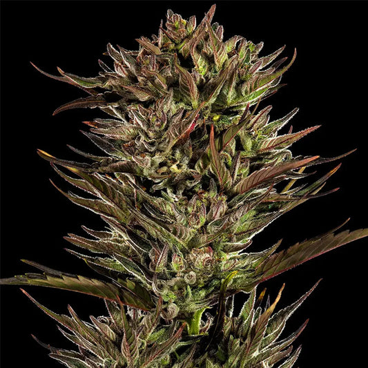 Auto Thin Mint x Sour Pinot  10 u. fem. Barney's