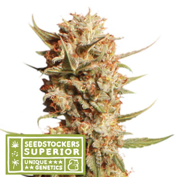 Auto Thunder Banana fem. 1 pc. Seedstockers Superior