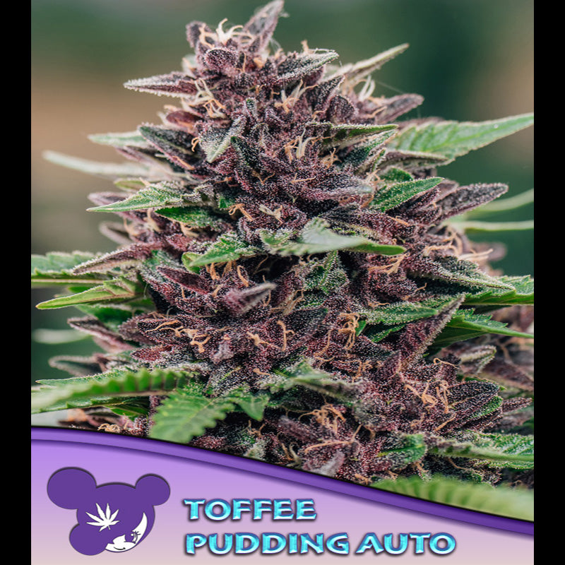 Auto Toffee Pudding 3 u. fem Anesia