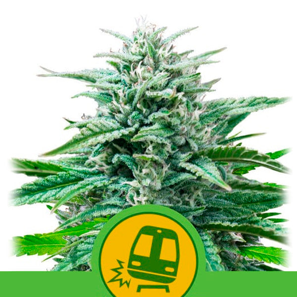 Auto Trainwreck 1 pz. femm. Royal Queen