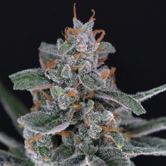 Auto Tri-Whip Kush 3 u. fem - USA Line- Pure Instinto