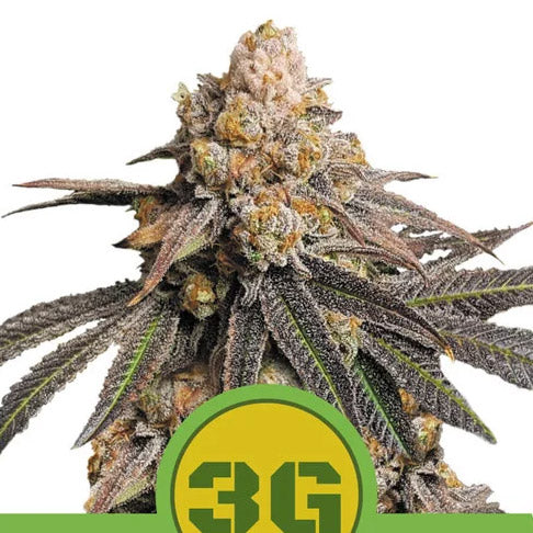 Auto Triple G 3 unità fem. Royal Queen