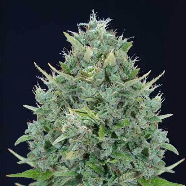 Auto Txomango  5 u. fem. Genehtik