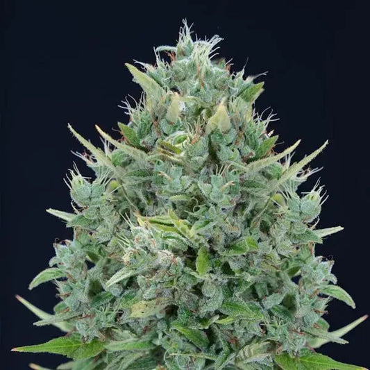 Auto Txomango  5 u. fem. Genehtik