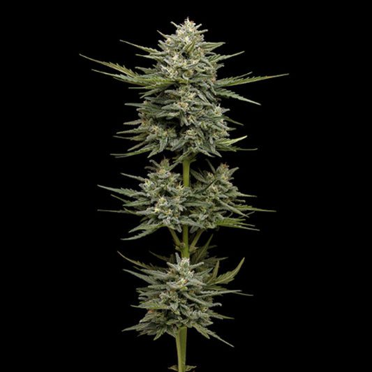 Auto Vanilla Latte 5 u. fem Humboldt Seeds Company