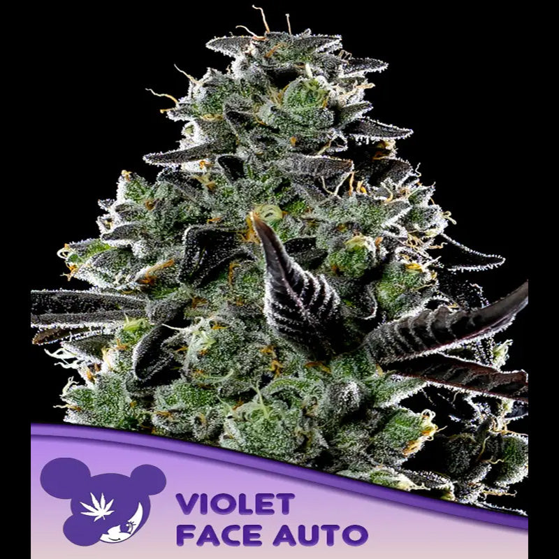 Auto Violet Face 3 u. fem Anesia