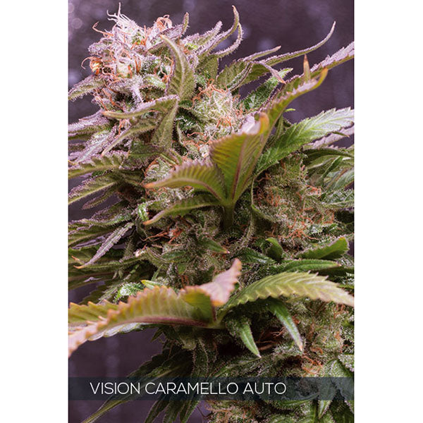Auto Vision Caramello 3+1 pz. fem. Vision Seeds