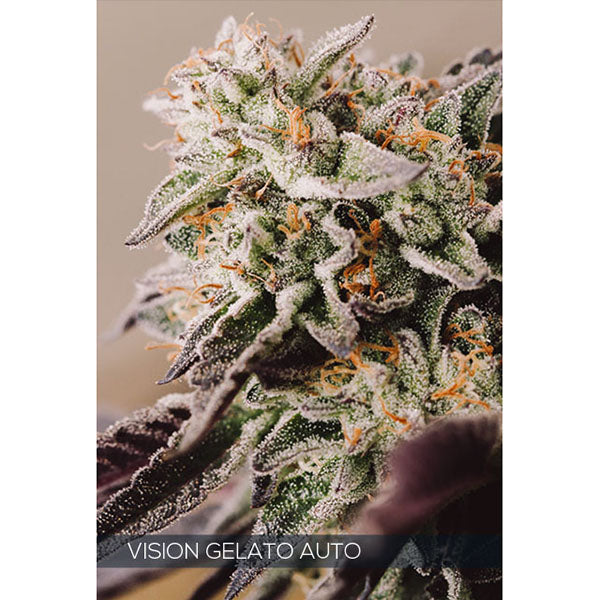 Auto Vision Gelato 3+1 pz. fem. Vision Seeds