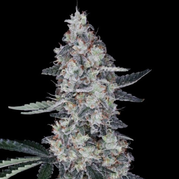 Auto Watermelon Man 3 pk. fem. DNA Genetics