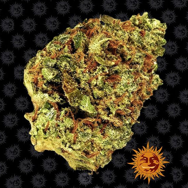 Auto Watermelon Zkittlez 3 pz. fem. Barney's