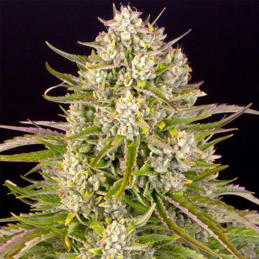Auto Wedding Cake  3 u. fem. Barney's