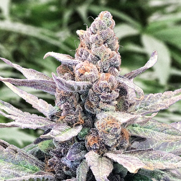 Auto Wedding Crasher 3 pk High Speed Buds