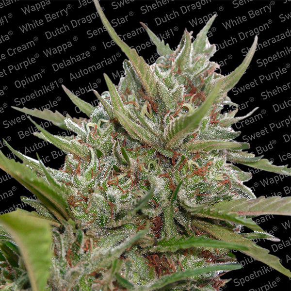 Auto White Berry 3 pc. fem. Paradise Seeds
