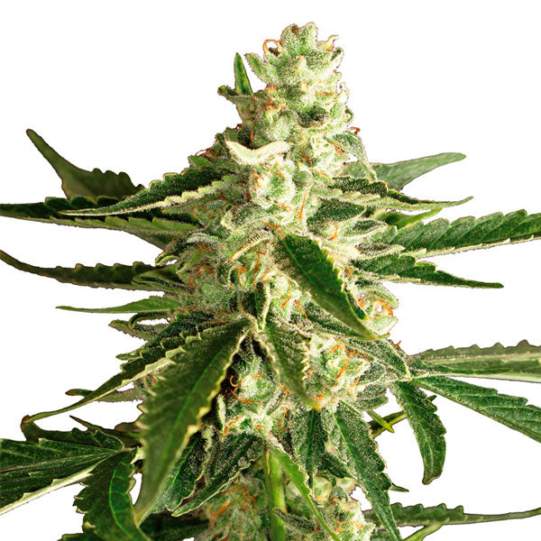 Auto White Diesel Haze 5 pc. fem. White Label