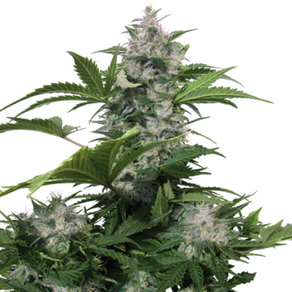 Auto White Dwarf 3 units. fem. Buddha Seeds