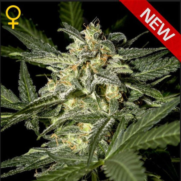 Auto White Widow 1 pc. fem. Green House