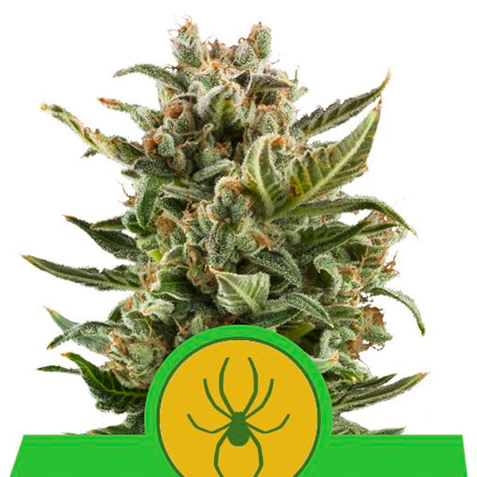 Auto White Widow  1 u. fem. Royal Queen