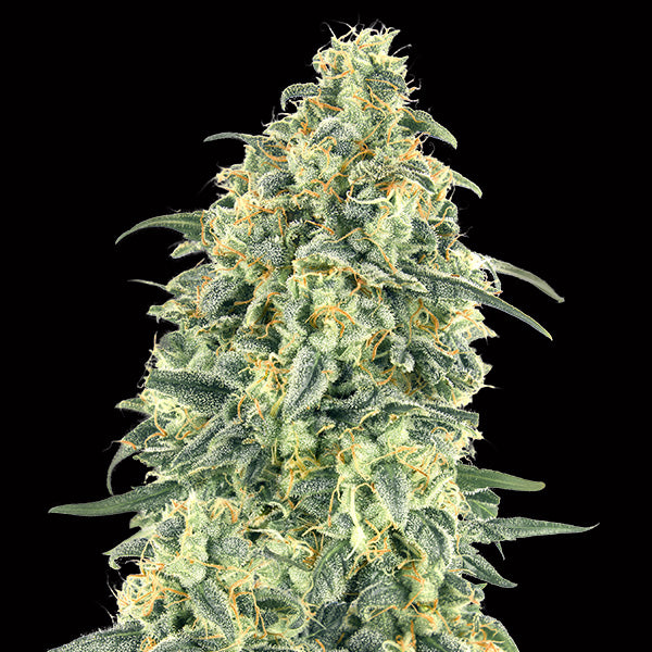 Auto White Widow XXL 100 unità femm. 00 Seeds
