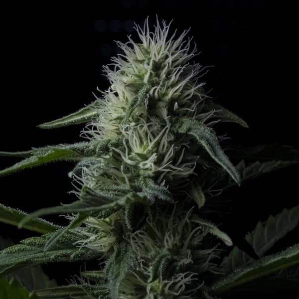 Auto Z Valley 1 u. fem. Positronics Seeds