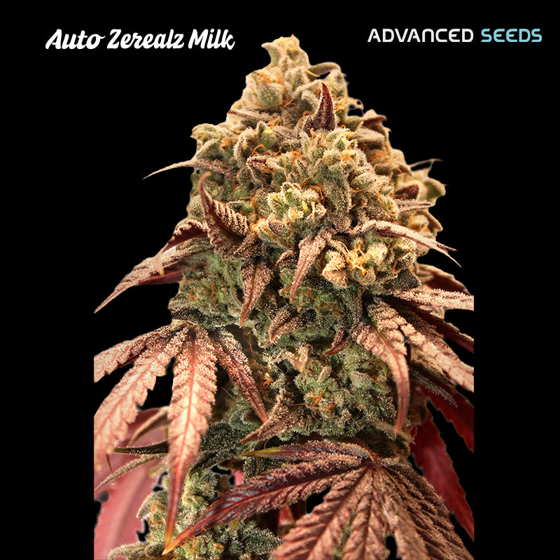 Auto Zerealz Milk 1 pc. fem. Advanced Seeds