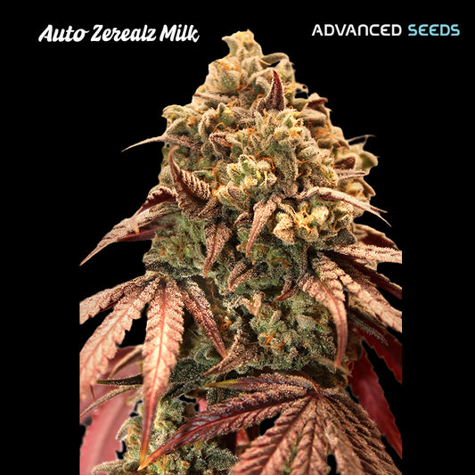 Auto Zerealz Milk   3 + 1 u. fem. Advanced Seeds