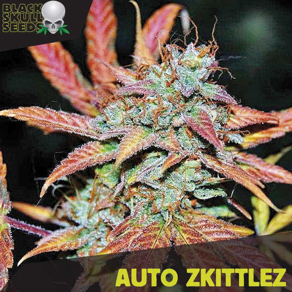 Auto Zkittlez 10 u. fem. Black Skull Seeds